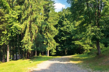 derin Ladin ormanı için yol