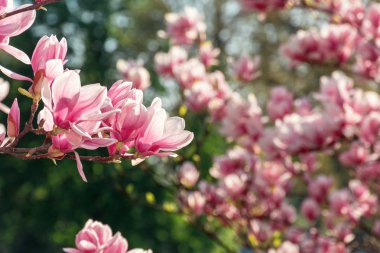 pembe Manolya çiçeği