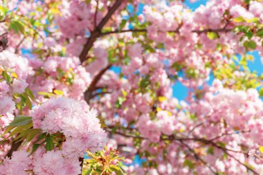 kiraz çiçeği tomurcukları