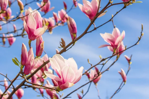 Zweig der rosa Magnolie auf einem Himmelshintergrund — Stockfoto