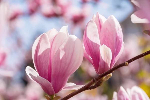 Dos brotes de magnolia rosa en una ramita —  Fotos de Stock