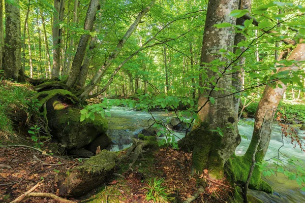 Ufer des Waldflusses — Stockfoto