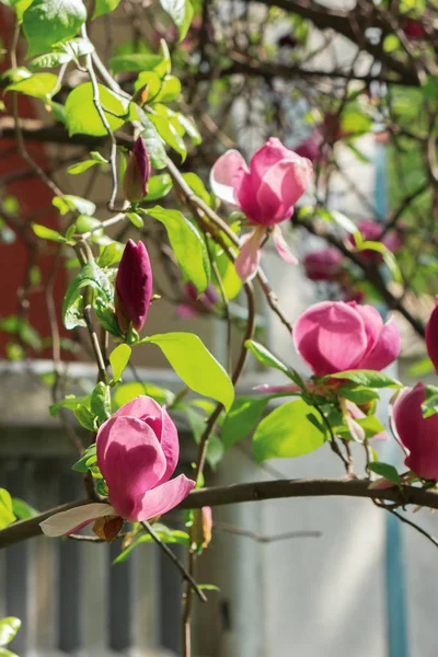 紫色のマグノリアの花 — ストック写真