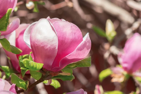 Fiore di magnolia viola — Foto Stock
