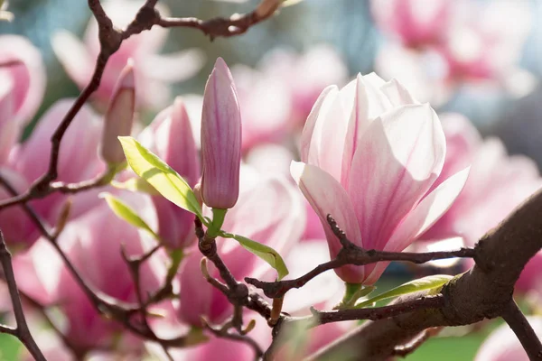 Knospen rosa Magnolienblüten — Stockfoto