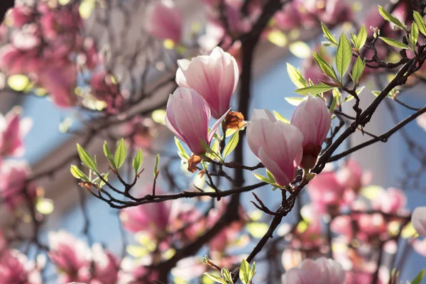 Knospen rosa Magnolienblüten — Stockfoto