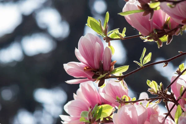 Knospen rosa Magnolienblüten — Stockfoto