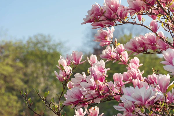 Rosa Magnolienblüte — Stockfoto