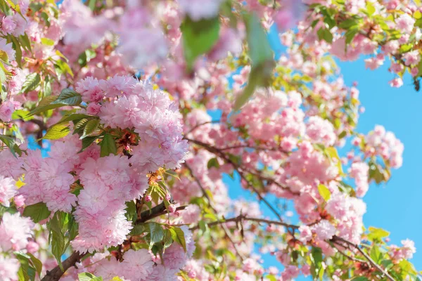 Brotes de flor de cerezo — Foto de Stock