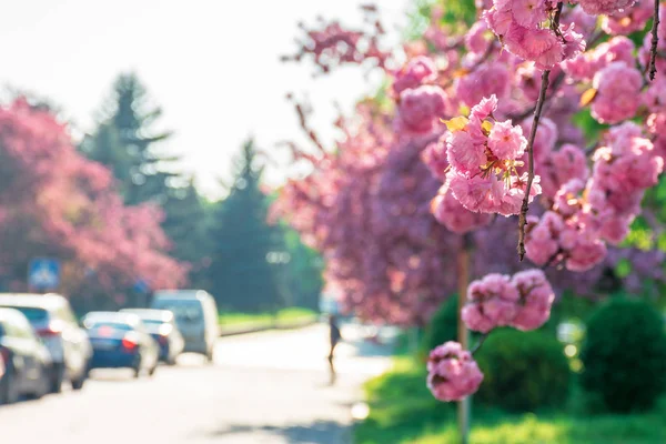 Streets of old town in sakura blossom — Stock Photo, Image