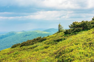 dağlarda çimenli yamaç üzerinde ağaç