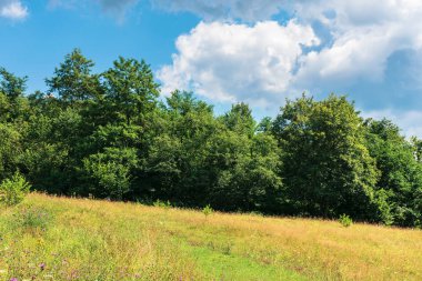 çimenli çayırda orman