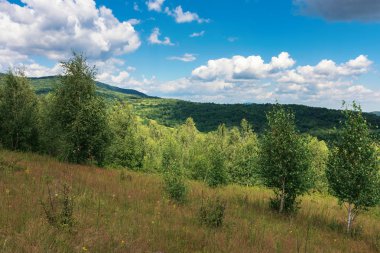 Çimenli tepedeki genç orman