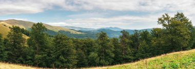 primeval beech forest in mountains