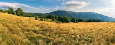 dağlarda kayın ormanı panoraması