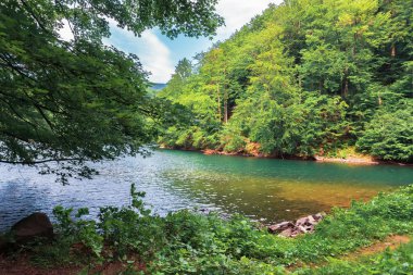 kayın ormanı arasında göl