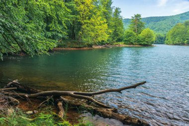 kayın ormanı arasında göl