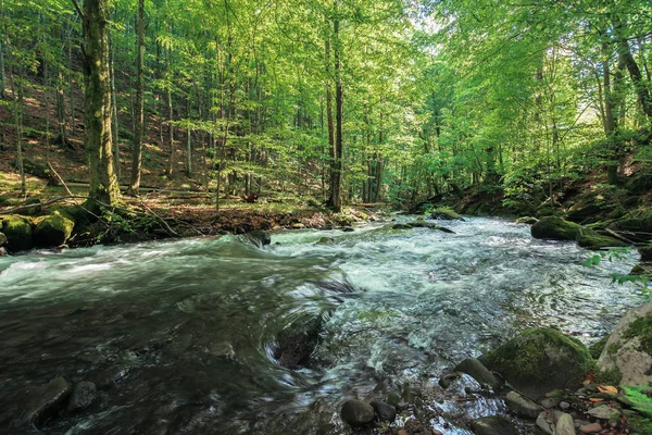 Schneller Fluss im uralten Buchenwald — Stockfoto