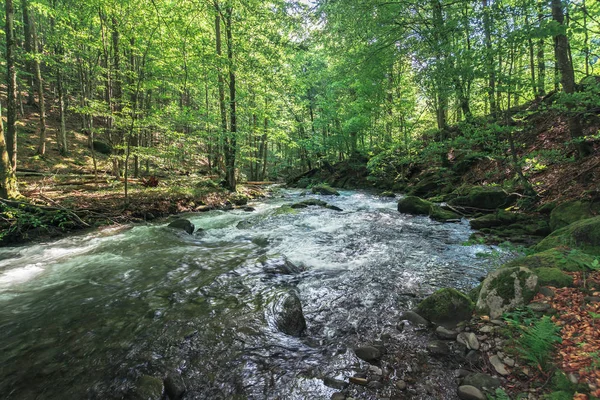 Antik kayın ormanında hızlı nehir — Stok fotoğraf