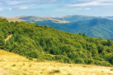 primeval beech forests of carpathian mountains