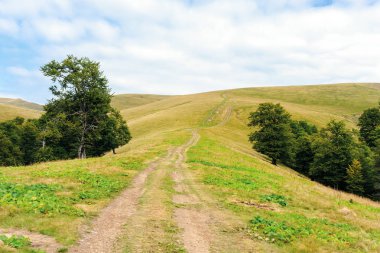 primeval beech forests of carpathian mountains