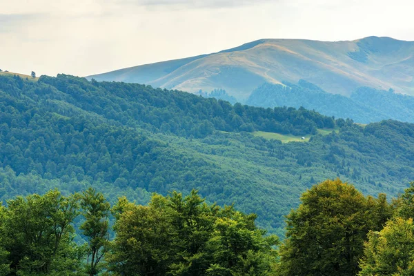 Buchenurwälder der Karpaten — Stockfoto