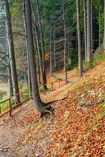 Sendero a través del bosque de otoño a finales de otoño — Foto de Stock