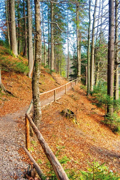 Fußweg durch den Herbstwald im Spätherbst — Stockfoto
