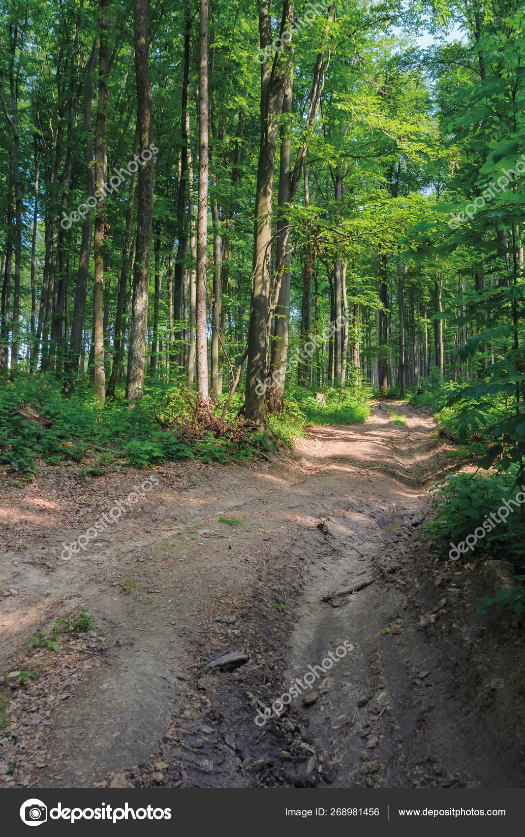 Old country road through beech forest Stock Photo by ©pellinni 268981456