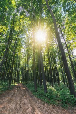 kayın ormanı ile eski ülke yolu