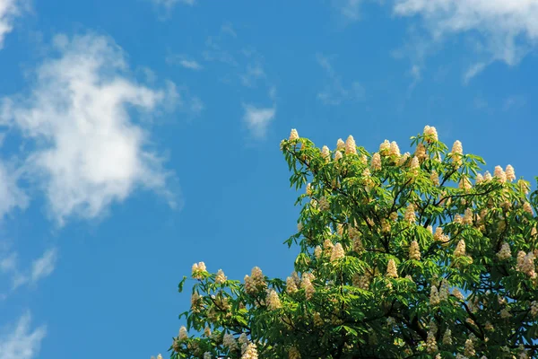 Takken van de kastanjeboom in bloesem — Stockfoto