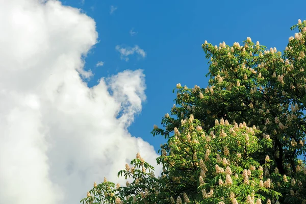 Takken van de kastanjeboom in bloesem — Stockfoto