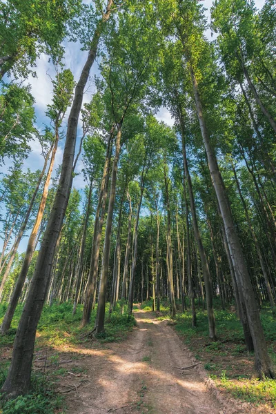 Kayın ormanı ile eski ülke yolu — Stok fotoğraf