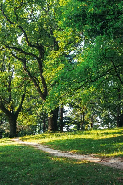 Sendero a través de la colina en bosque — Foto de Stock