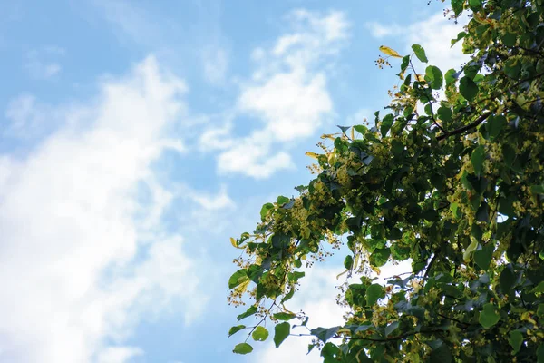 Linden bloesem achtergrond op de blauwe hemel — Stockfoto