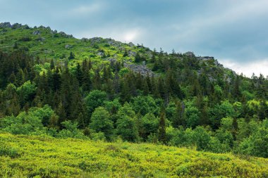 yaz dağ manzara tepede orman