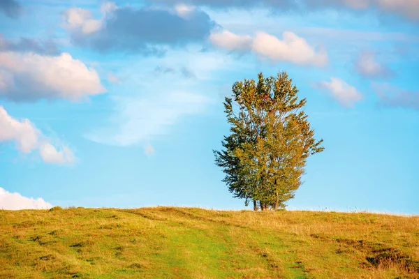 Lonely tree on the hillside in warm evening light — Stock Photo, Image