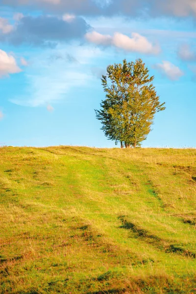 Lonely tree on the hillside in warm evening light — Stock Photo, Image