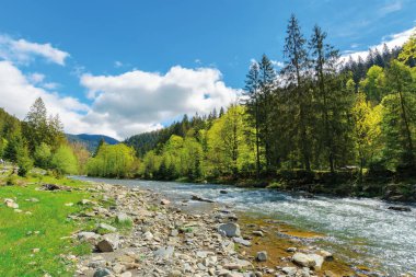 Pitoresk Karpatlar içinde orman arasında Nehir