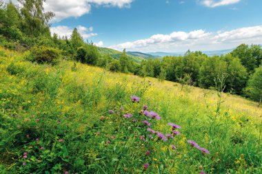 yaz aylarında tepede çimenli orman glade