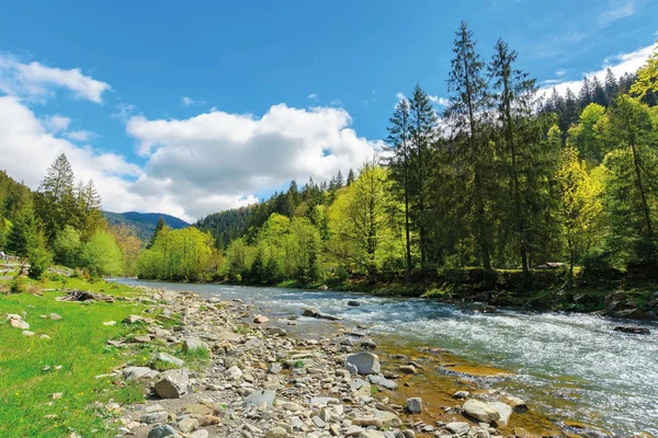 Řeka mezi lesem v malebných Karpat — Stock fotografie