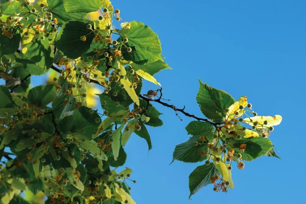 Takken van de Lindeboom — Stockfoto