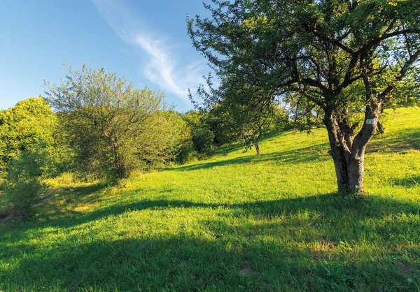 Abandoned orchard on the hillside — Stock Photo, Image