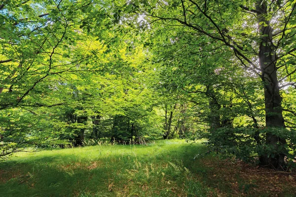 Внутри букового леса в солнечный летний день — стоковое фото