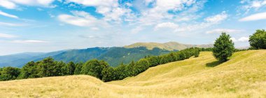 yüksek dağ panorama çayırüzerinde bir ağaç