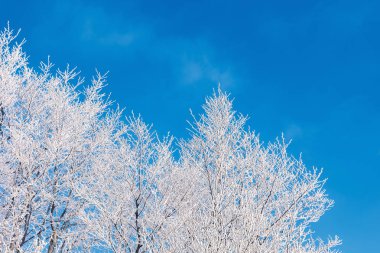 Kış manzarası Ağaç kırağı altında