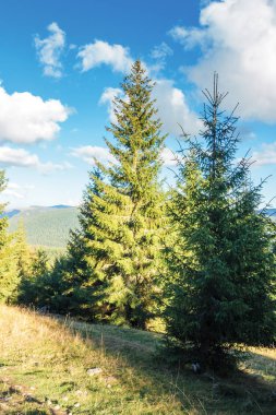 öğleden sonra tepede ladin orman