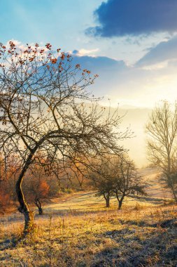 sonbaharda yamaçta elma bahçesi