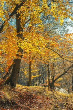 Sonbahar ormanı güneşli bir günde