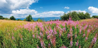 çayırda çiçek açan fireweed demet ile panorama
